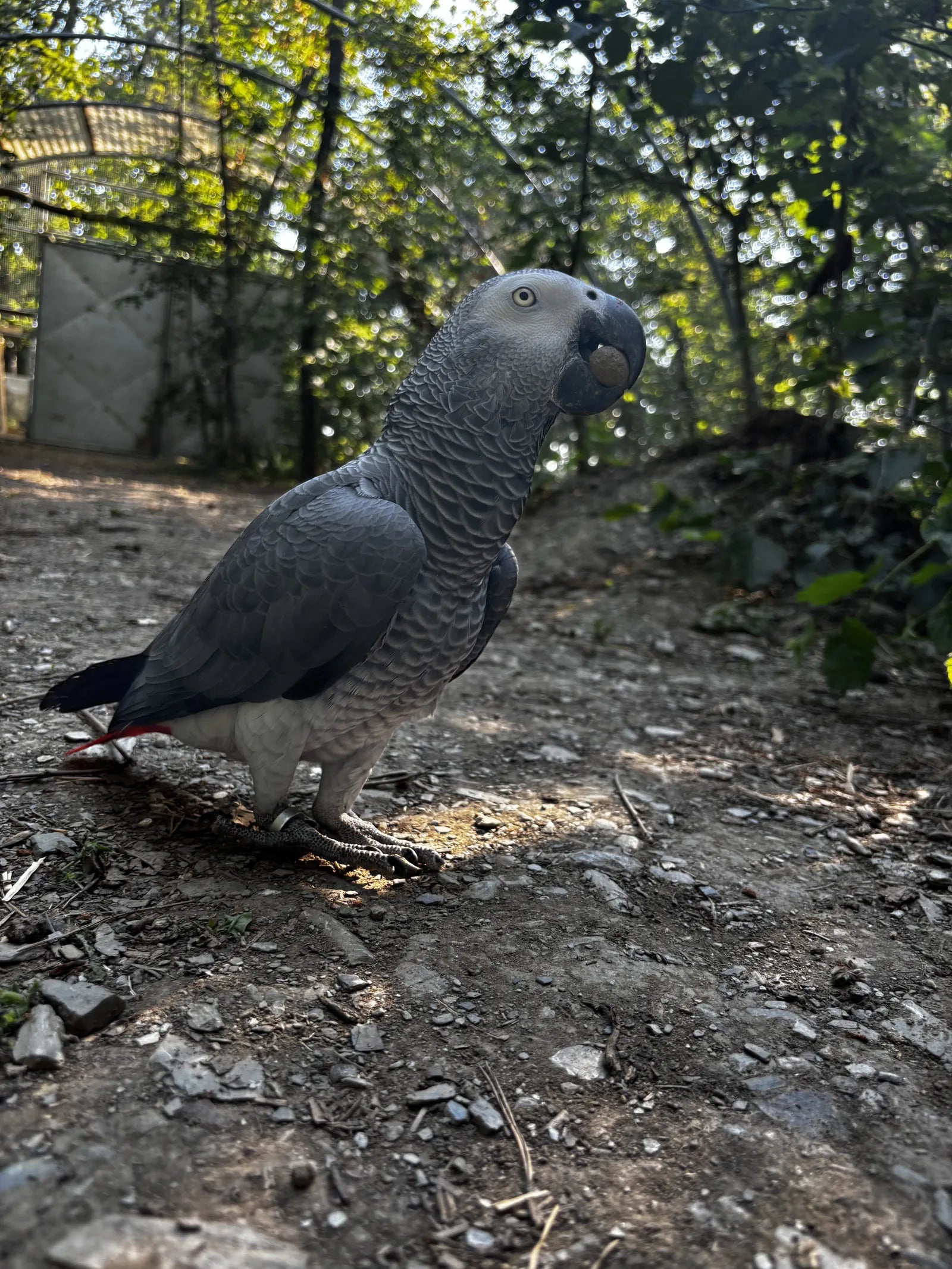 A parrot walking inside a large Shuka aviary