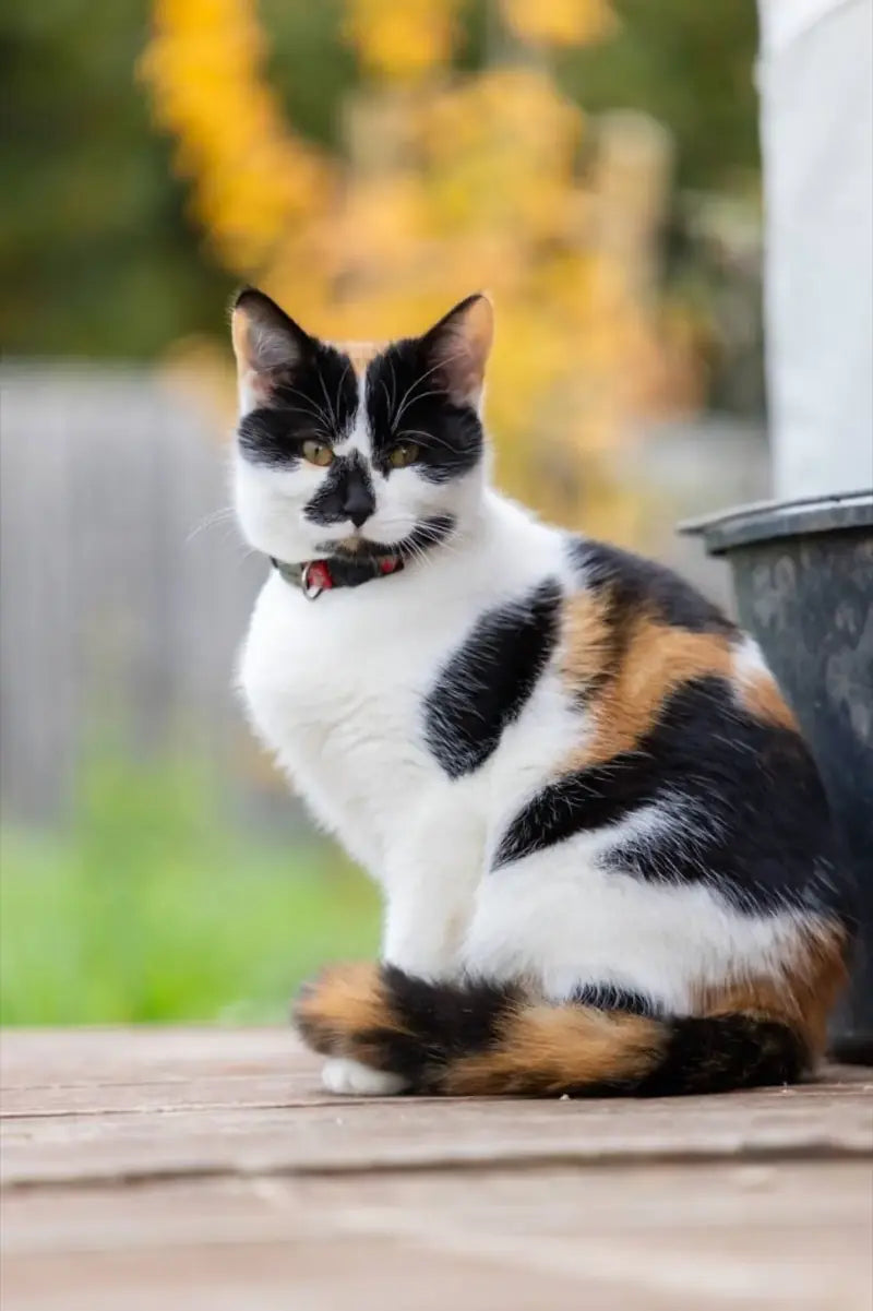 A calico cat resting outdoors