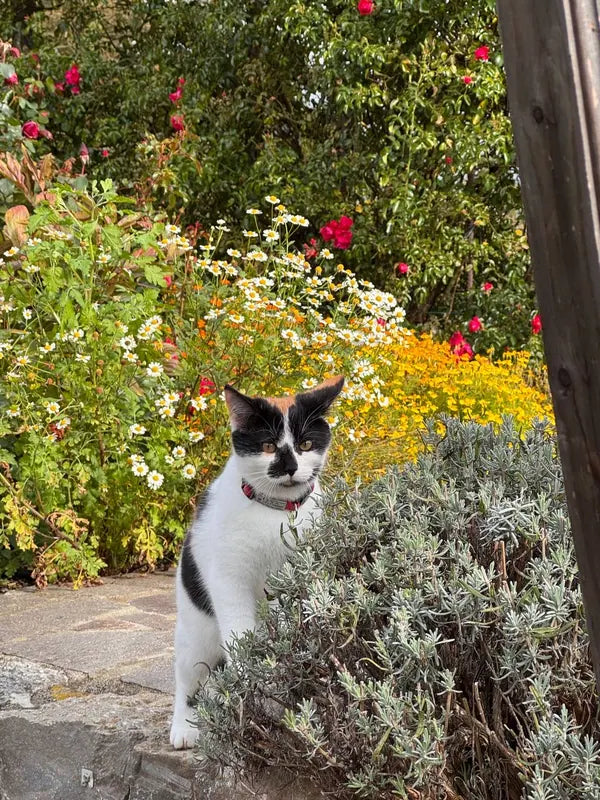A tuxedo cat beside chamomile flowers