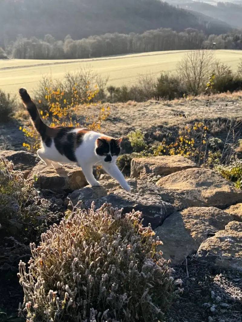 A cat exploring rocks in the morning frost