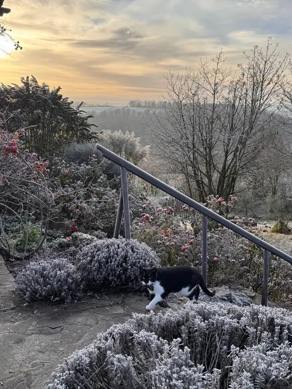 A black and white cat walking through frost