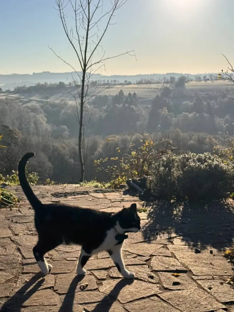 A black and white cat walking along a sunlit path