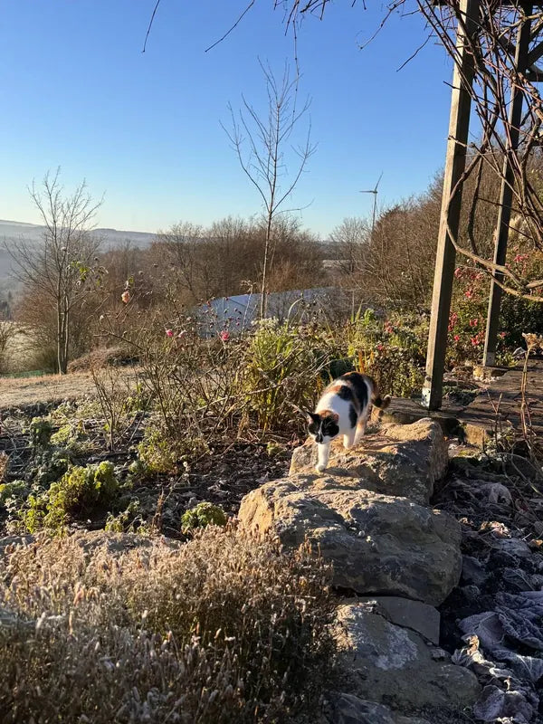 A calico cat walking across garden rocks