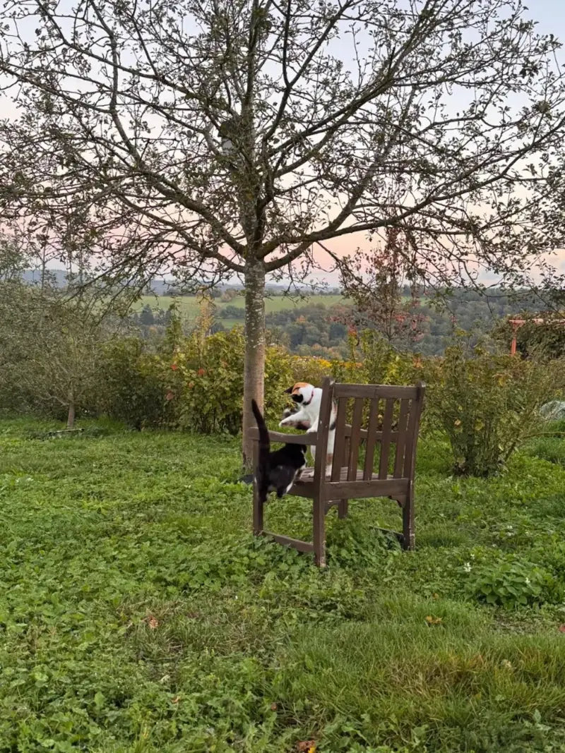 Two cats playing around a garden bench