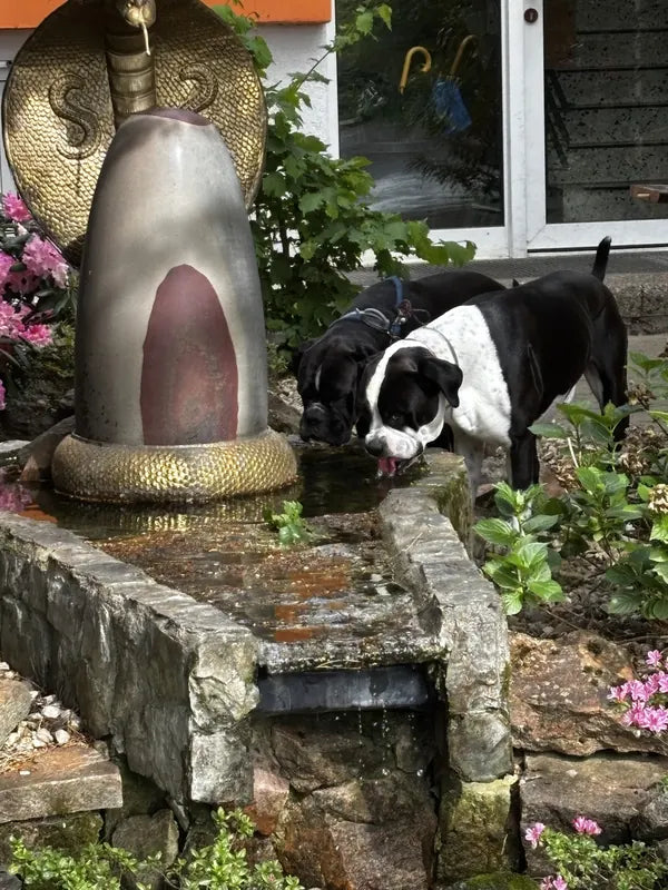 Two dogs drinking from the garden fountain
