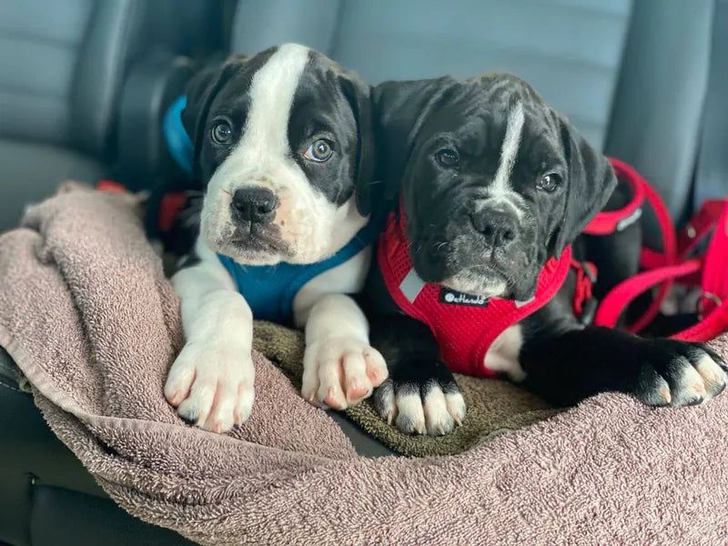 Two young puppies resting side by side