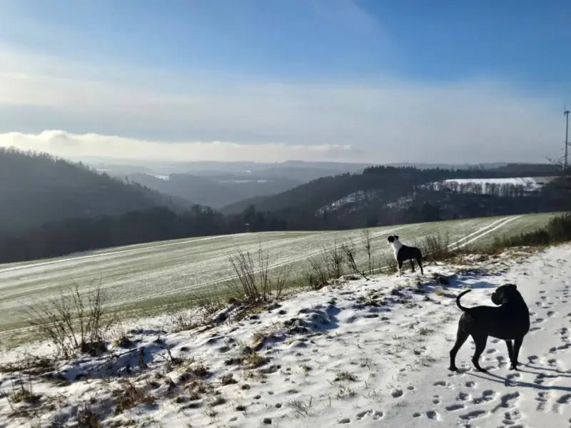 Two dogs overlooking the winter landscape