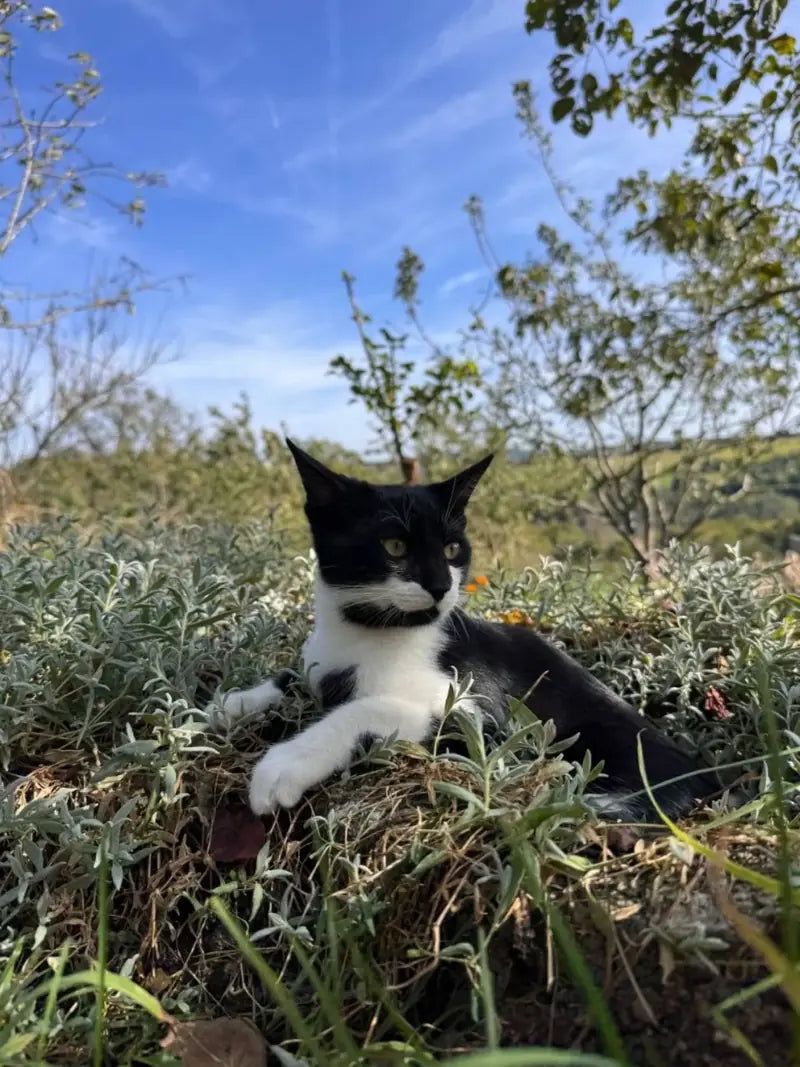 A black and white cat resting among garden plants
