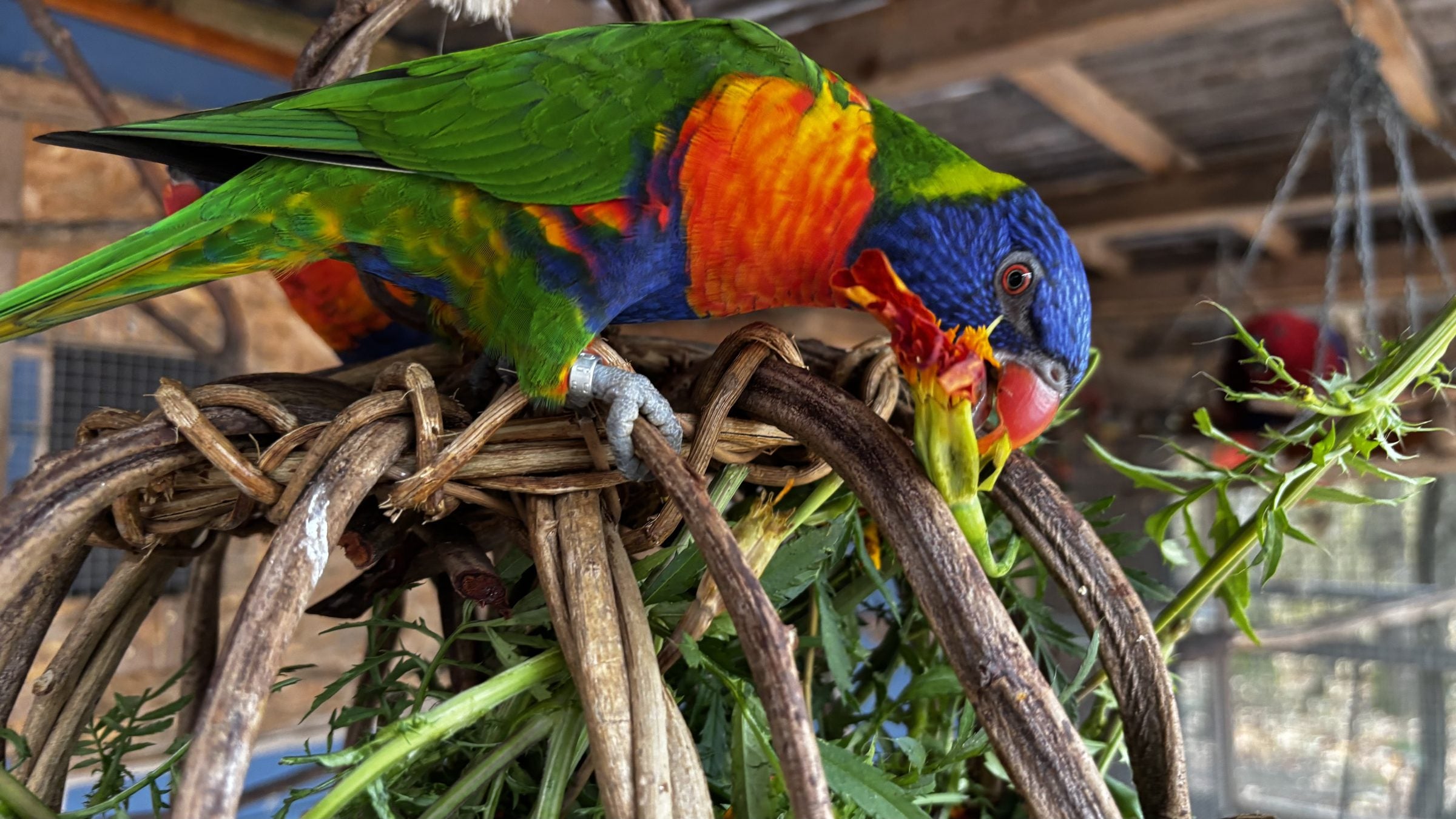 A rainbow lorikeet perched on a woven enrichment toy at Śuka