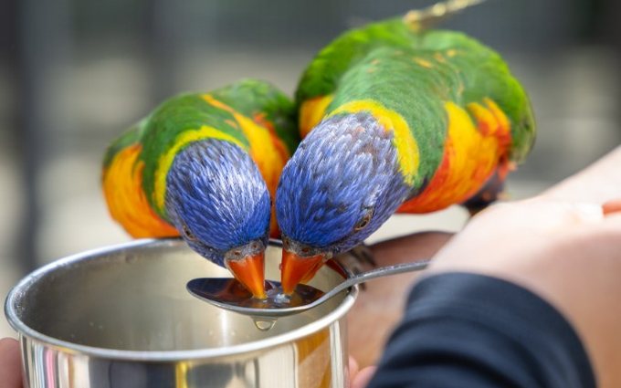 Two lorikeets drinking from a spoon held out to them