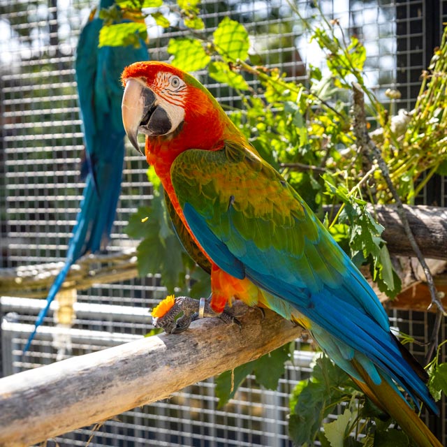 Lumpidas, a colourful hybrid macaw at Shuka
