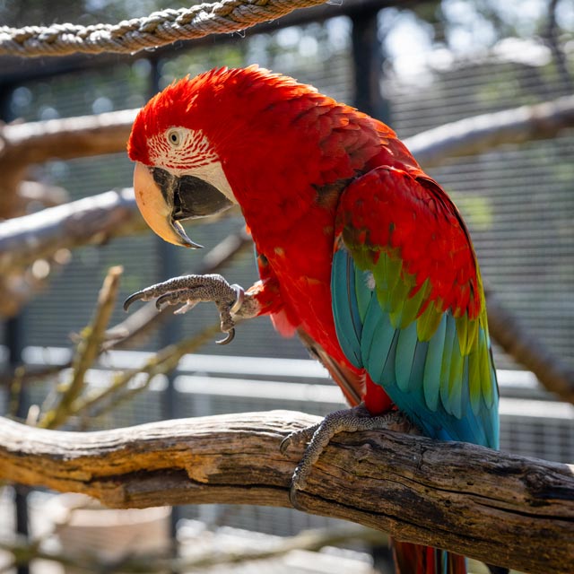 Maya, a dark red macaw at Shuka