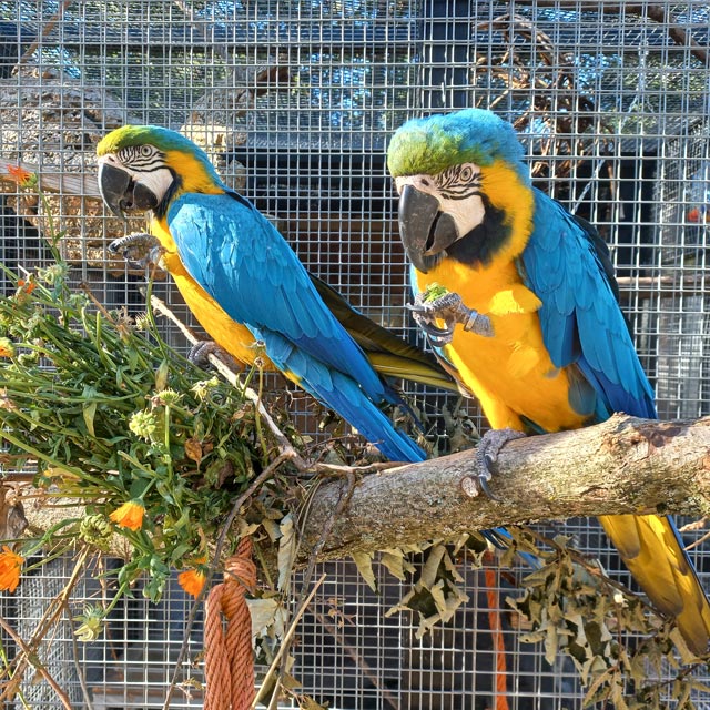 Rani and Raja, blue-and-yellow macaws at Shuka