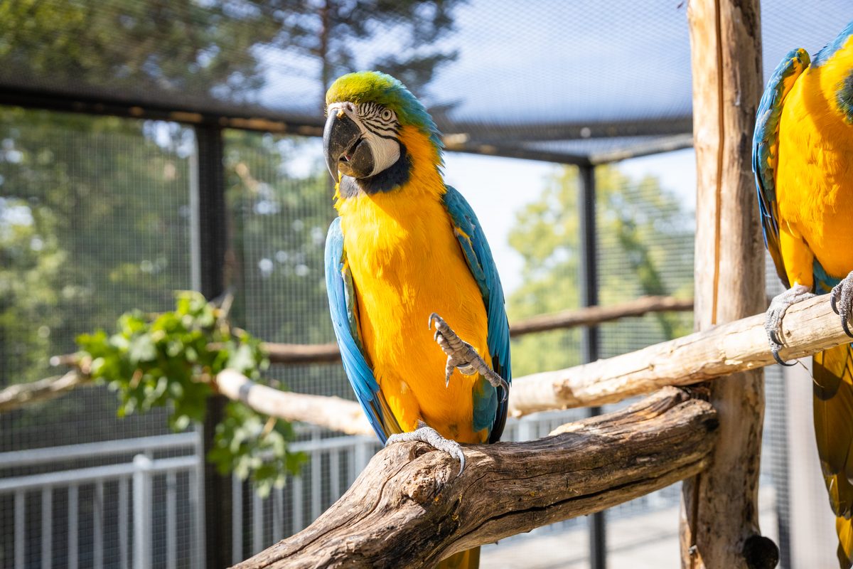 Parrot at Shuka animal sanctuary