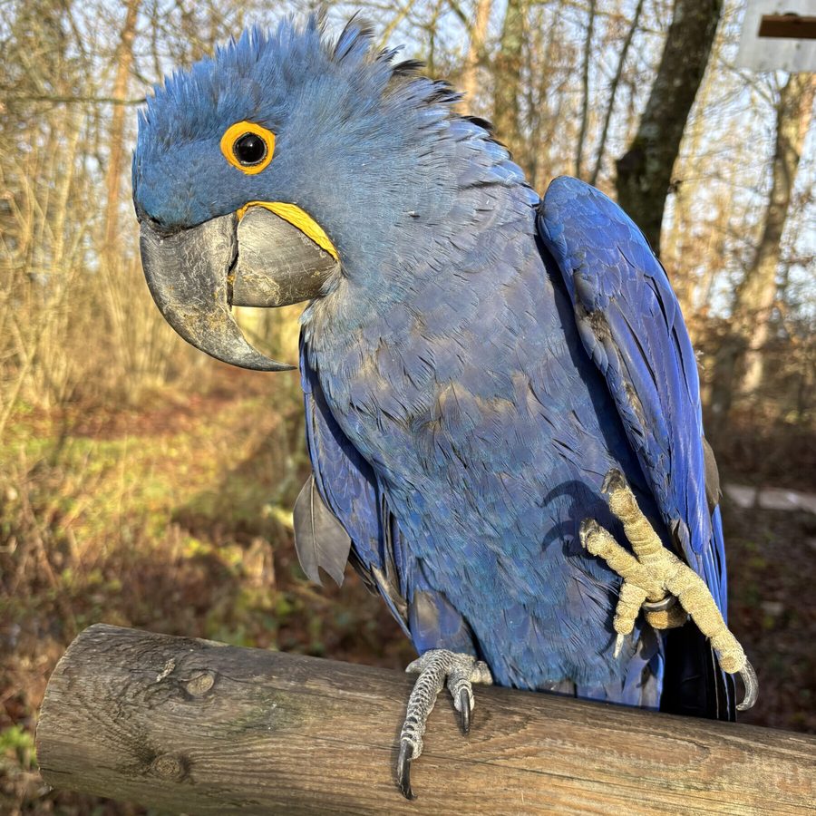 Shyama, a blue Hyacinth Macaw at Shuka